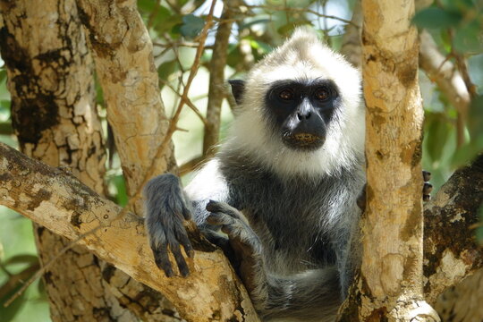 Wild black and white cercopithecoidea