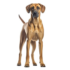 Obraz premium Young Rhodesian Ridgeback dog standing isolated on cutout transparent background