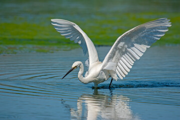 Little Egret feeding in the lake. (Egretta garzetta)