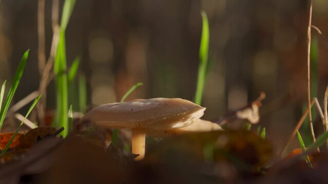Closeup shot of wild woodland mushrooms with small shoots of green grass