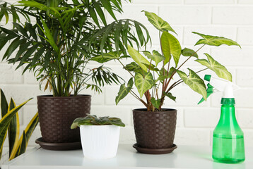 Obraz premium Watering can and plants in home. Domestic life concept on light background