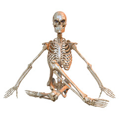 3D Rendering Human Skeleton on White