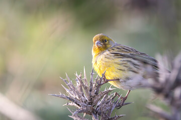 Atlantic canary