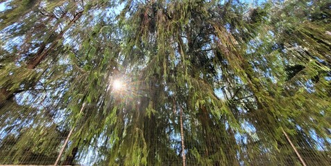 Mourning cypress - with sun behind