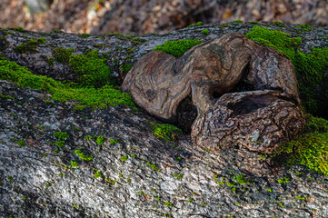 Abstract wood texture. Background for design solutions from a fragment of the wood texture of an old tree.