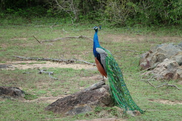 wild peacock in the national park