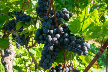 Large bunches of red wine grapes in vineyard.