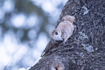 Flying squirrel in Hokkaido