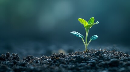 Seedlings thriving in nutrient rich soil, exemplifying natural plant growth with sunlight and water. - obrazy, fototapety, plakaty