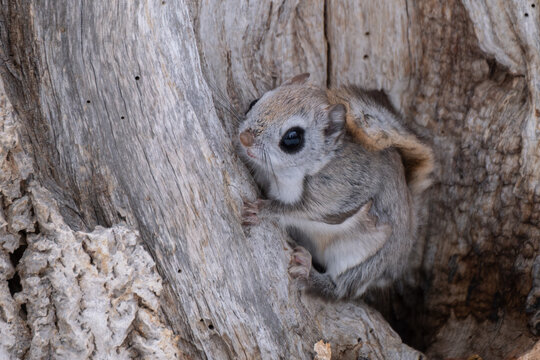 Flying squirrel in Hokkaido