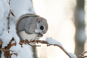Flying squirrel in Hokkaido - obrazy, fototapety, plakaty