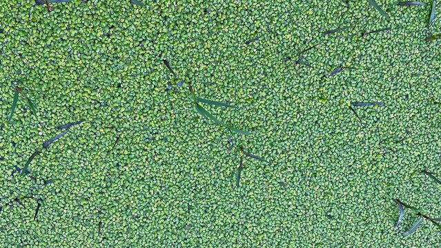 Green coloured duckweed in the lake.