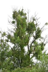 Eschentriebsterben,  Hymensocyphus fraxineus,Teilansicht eines Baumes