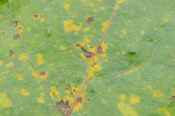 Pappelrost, Melampsora populina, orange verfärbten Teleutosporenlager, Sommersporen  auf der Blattoberseite © Peter Oetelshofen