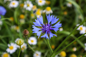 A single blue cornflower, in a wide meadow among daisies.