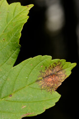 Blattbräune,  Riesenfleckenkrankheit,  Pleuroceras pseudoplatani (v. Tubeuf) Schadbild, auf einem Berg-Ahornblatt, Blattoberseite