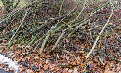 Pruning bushes in spring in a park