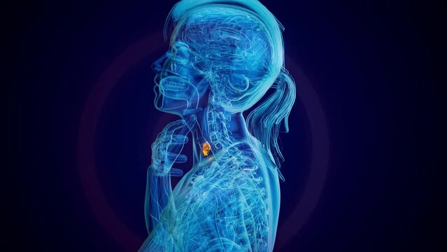 Abstract animation of a woman and the thyroid gland
