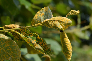 Pappelrost, Melampsora populina, orange verfärbten Teleutosporenlager, Sommersporen  auf der Blattoberseite © Peter Oetelshofen