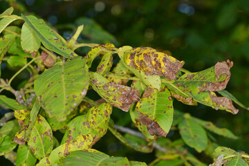 Marssonina-Krankheit,  Walnu&szlig;,  Gnomonia leptostyla Fr. befallene Bl&auml;tter