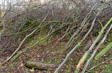 Pruning bushes in the city in spring