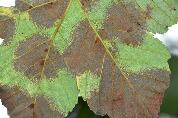 Bergahorn - Acer pseudoplatanus L.  Auf den Blättern des Bergahorns, Acer pseudoplatanus, findet...