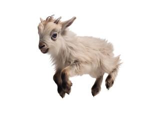 A cute baby goat jumping isolated on transparent background