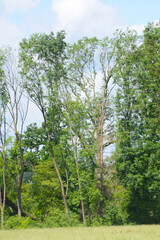Eschentriebsterben,  Hymensocyphus fraxineus, im Raum Freising