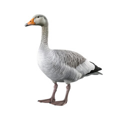 Full body portrait of a goose isolated on transparent background