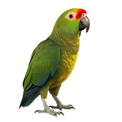 Full body portrait of a green parrot isolated on transparent background