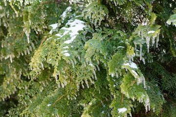 Icy branches of thuja