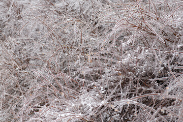 Icy bushes