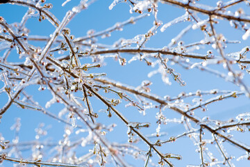 A branch of dogwood in the ice