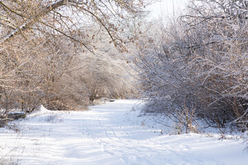 Winter landscape with trees