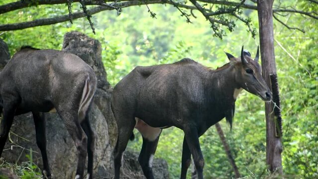 Closeup of two blue bulls (Nilgai) grazing grass in the forest.