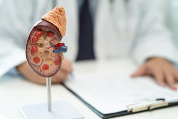 Kidney disease, Chronic kidney disease ckd, Doctor with human model to study and treat in hospital. - obrazy, fototapety, plakaty