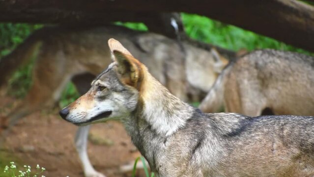 Portrait of indian gray wolf in the forest, a pack of wolves running in the background.