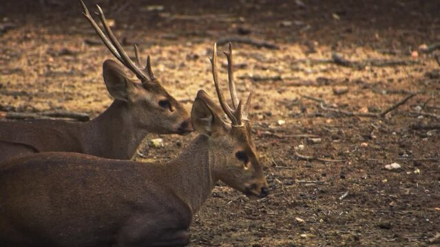 Pair of Barasingha or Rucervus duvaucelii or swamp deer resting on the ground, high quality footage.
