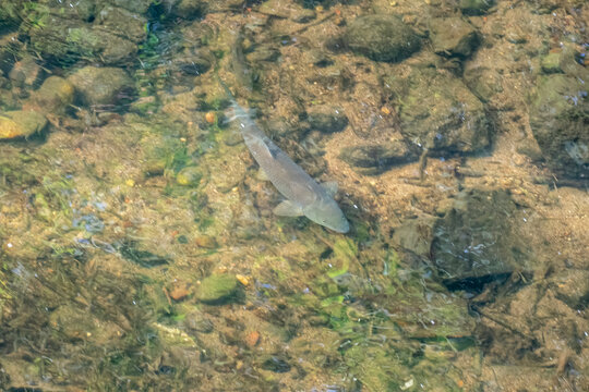 Barbo fish swimming and looking for food brought by the current of the clear water river, overhead view.