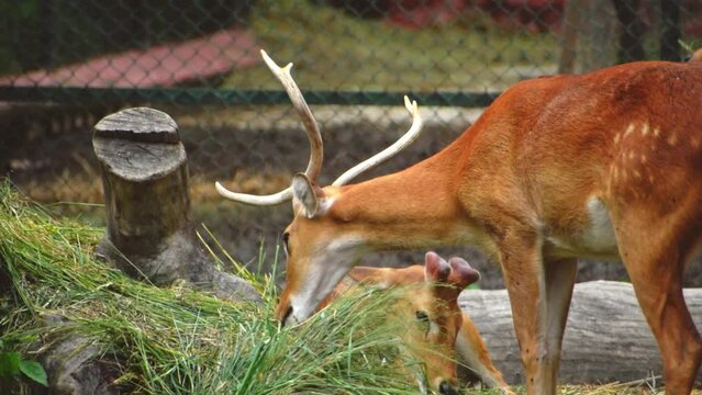 Closeup of Eld's deer grazing grass, high quality footage.