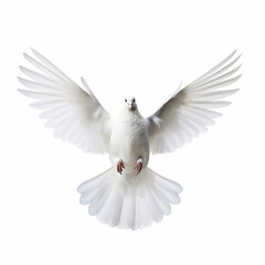 Obraz premium In the top view, a single white color pigeon flying isolated on a white background