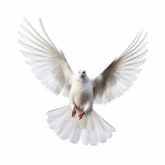 Fototapeta premium In the top view, a single white color pigeon flying isolated on a white background