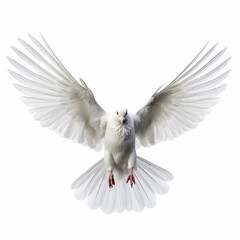 Obraz premium In the top view, a single white color pigeon flying isolated on a white background
