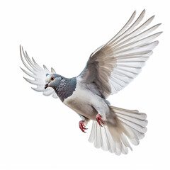 Obraz premium Single pigeon flying isolated on a white background