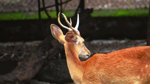 Portrait of Eld's deer in the zoo, high quality footage.