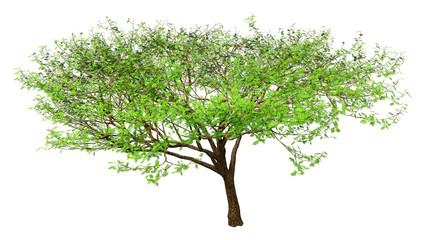 Obraz premium 3D Rendering Acacia Tree on White
