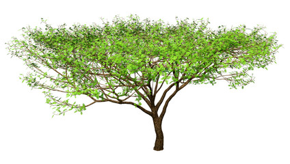 Obraz premium 3D Rendering Acacia Tree on White