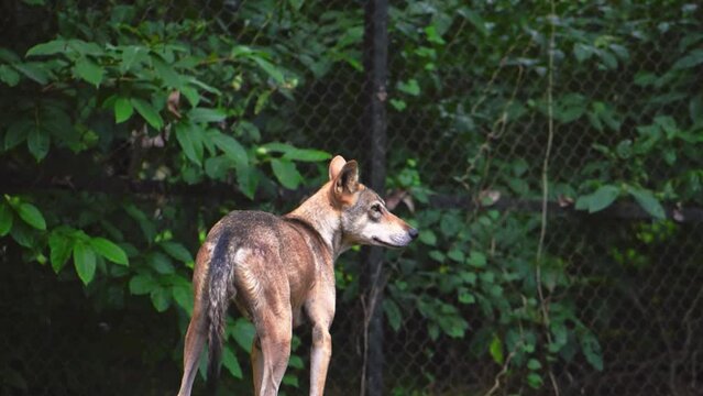 Close view of an Indian gray wolf in a zoo enclosure, slow motion footage.