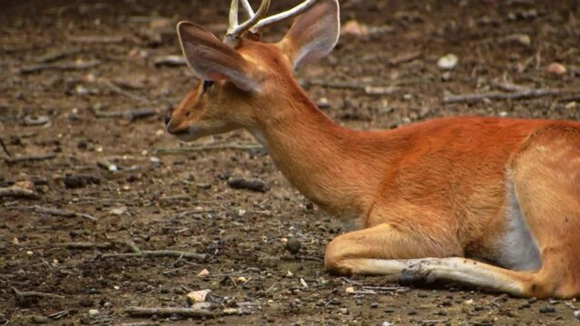 Portrait of Eld's deer resting in the field, slow motion footage.