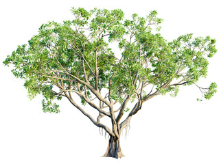 Ficus tree 4k png